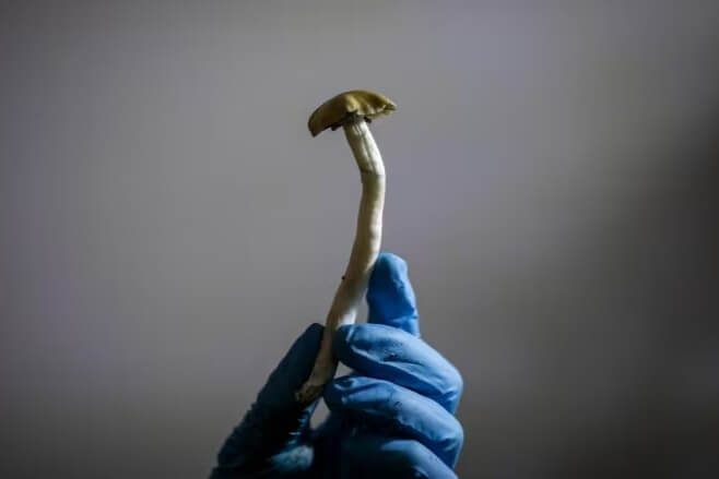 Health Canada must reconsider man’s bid to use magic mushrooms for cluster headaches, Federal Court rules